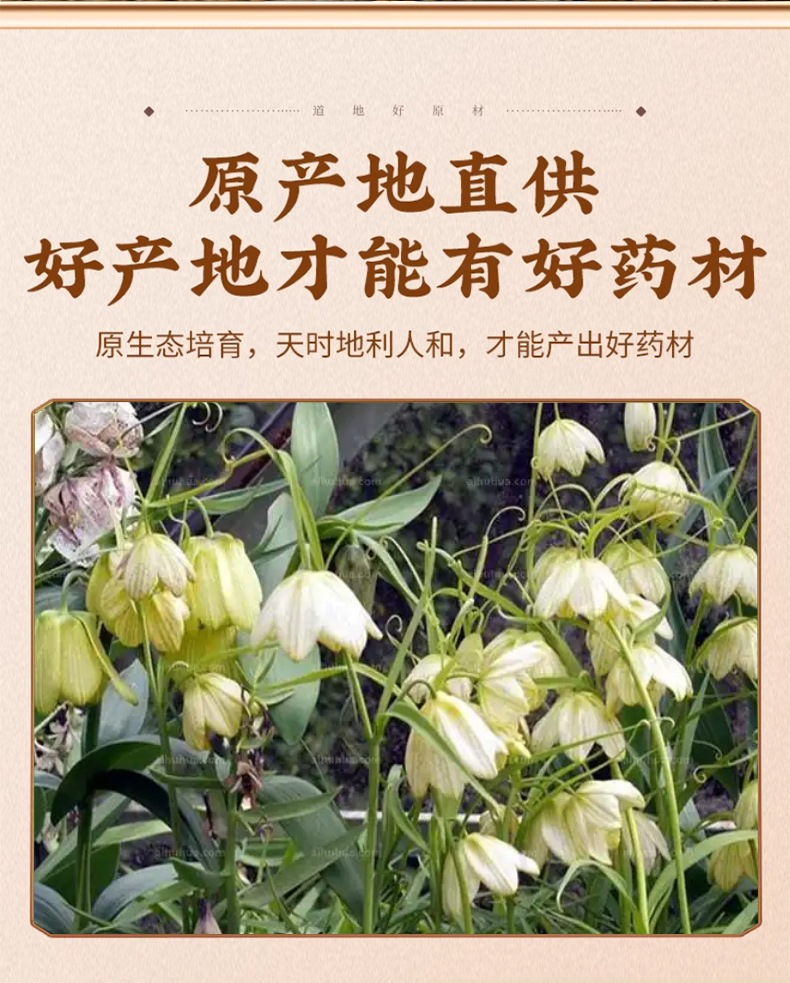 Chuan Bei Mu Sichuan Fritillaria Bulb Dried Herb for Traditional Decoctions 50g Pack key features