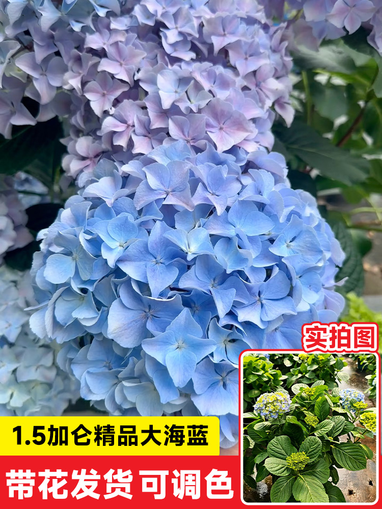 ดอกไม้สีฟ้าทะเลเกรด A+ ขนาดใหญ่ [ต้นกล้าขนาดใหญ่ 1.5 แกลลอนที่ได้รับการอัพเกรด