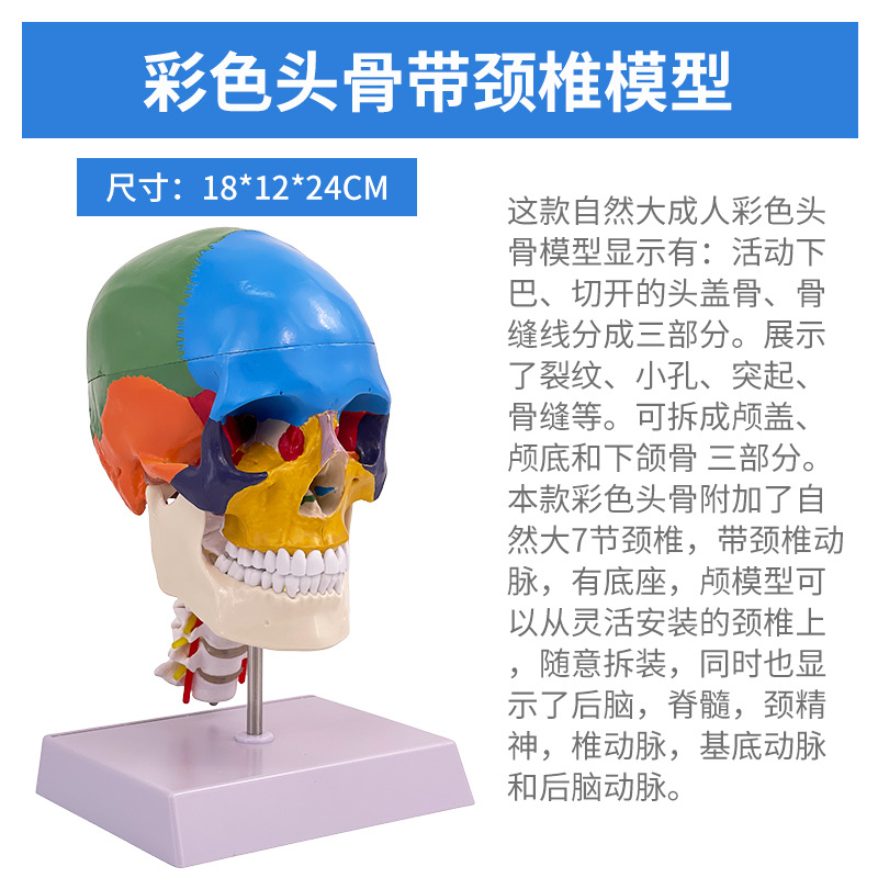 1 a 1 cabeza cráneo humano natural grande adulto cráneo enseñanza médica belleza cráneo modelo