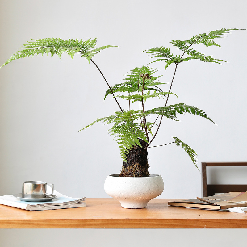 Moss Ball White Ceramic Flower Pot for Succulents, Green Plants, Ferns, Tall Pot, Coarse Pottery, Large Diameter, Unglazed, Breathable, Low Pot