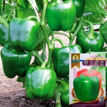 甜椒种子圆椒大椒辣椒种籽阳台盆栽大棚四季易种植产抗病新品种