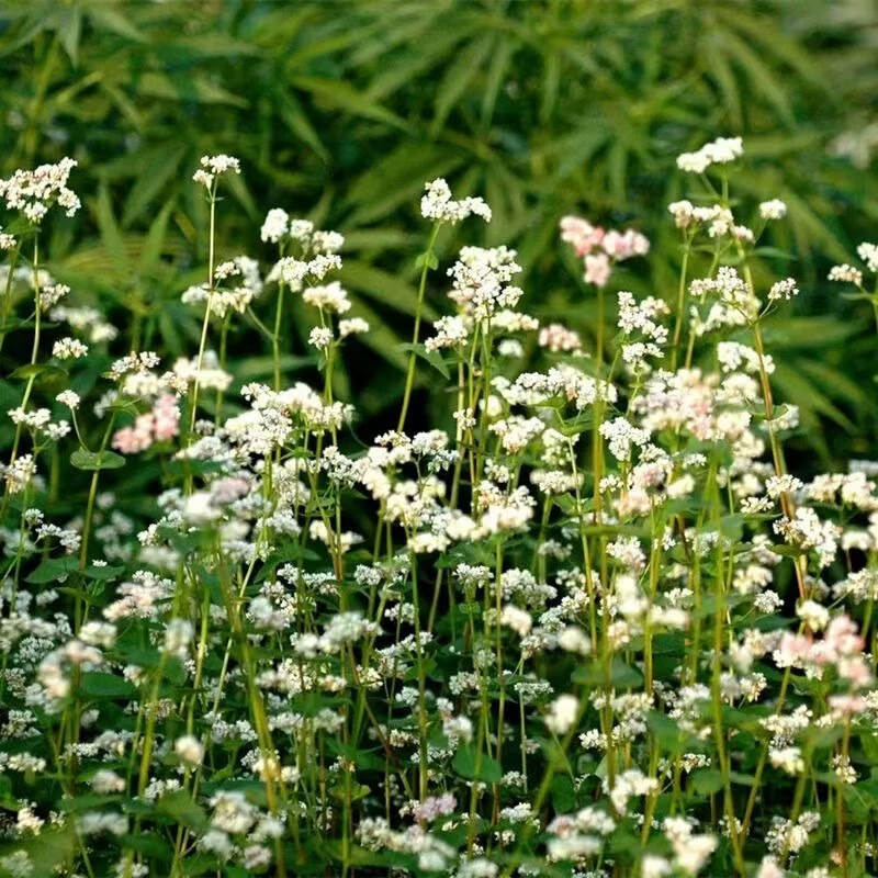 Оптовые поставки семян гречихи, сладкой гречихи, цельного зерна пшеницы, треугольной пшеницы, семян сладкой гречихи