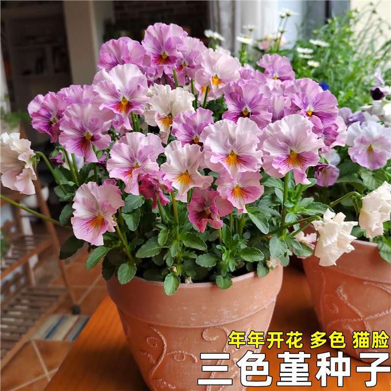 三色堇种子多年生多色猫脸耐寒角堇花种小兔子庭院阳台盆栽花种子