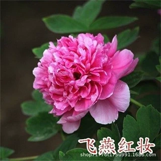 洛阳重瓣牡丹花苗四季开花室内庭院植物盆栽阳台花卉多年生