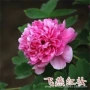 洛阳四季植物盆栽牡丹花苗
