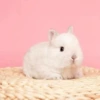 Frost White Bulfur Rabbit ❤️❤️ Wrong ❤️❤️