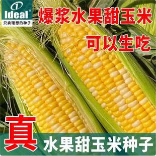 ���羳��؛��Ŵ���׷N����׺��ϼt�S��ɫĴָ���׻�ˮ�����׷N��