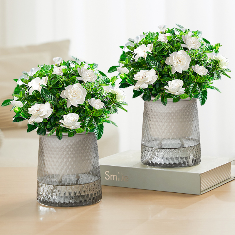 [두 화분 특별 제공] 부티크 90#싹이 있는 치자나무(별화분) + 영양액