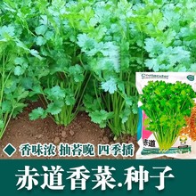 赤道香菜种子四季香菜种子农家小叶大叶芫荽种籽蔬菜阳台庭院盆栽