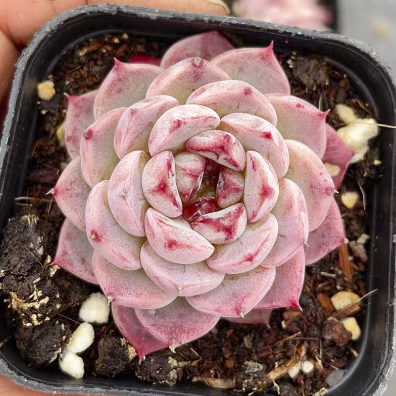 벨벳 싱글 헤드 3-5cm (플라스틱 냄비에 심어 배송)