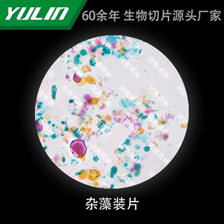 杂藻装片生物显微镜标本动物植物细胞载玻片观察实验高校