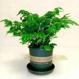 幸福树盆栽绿植平安树肥料室内客厅好养活耐寒净化空气吸甲醛植物