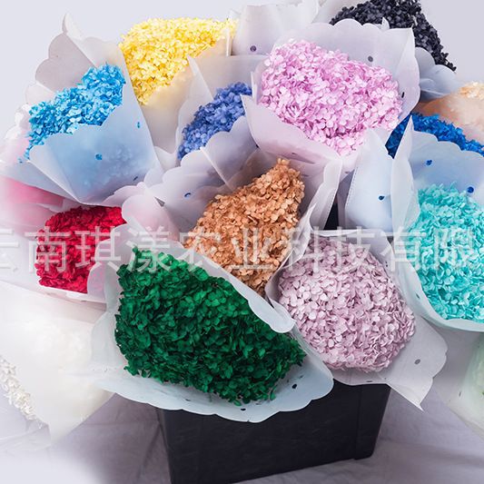 Yunnan Manufacturer's Eternal Single-Stem Anna Hydrangea Dried Flowers for Living Room Decoration, Multi-Colored Loose-Packed Real Flower Stems and Leaves Yunnan Manufacturer's Eternal Single-Stem Anna Hydrangea Dried Flowers for Living Room Decoration, Multi-Colored Loose-Packed Real Flower Stems and Leaves
