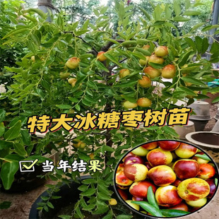 ��������ش󶬗��޽��ش󱱷��Ϸ��NֲͥԺ���J��������������
