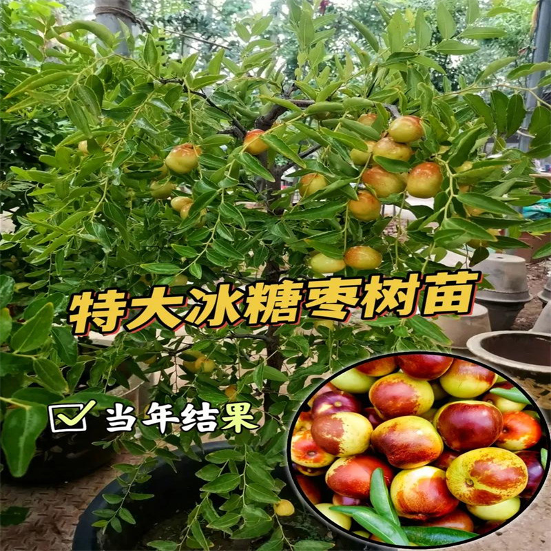 枣树活苗特大冬枣嫁接特大北方南方种植庭院葫芦枣树果树果苗盆栽