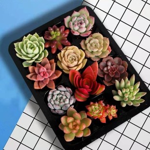 ����ֲ��M�����Զ��⎧����ֲ��ƴ�P���⺬�莧������ֲ��