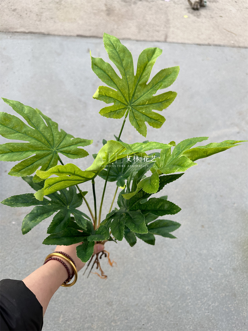 9叉绿植
