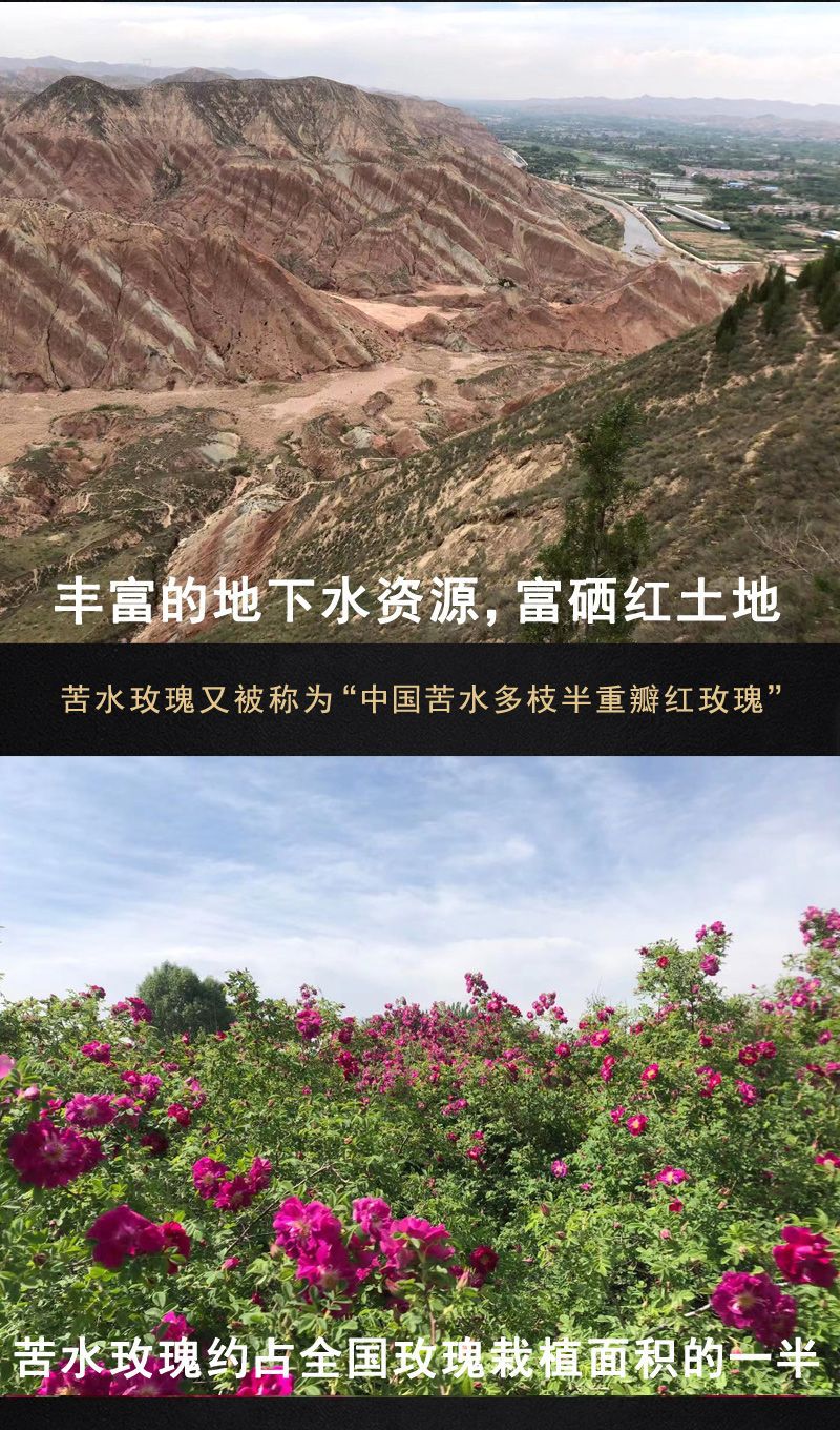Kushui Rose Bud Tea Mei Gui Hua 500g Freeze Dried Edible Loose Purple Rose Buds Gansu in use