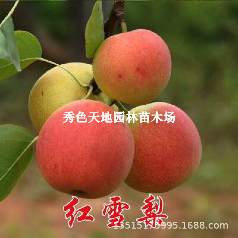 梨树苗脆翠冠梨子树地栽嫁接苗南方当年结果树雪梨早酥红梨树果苗