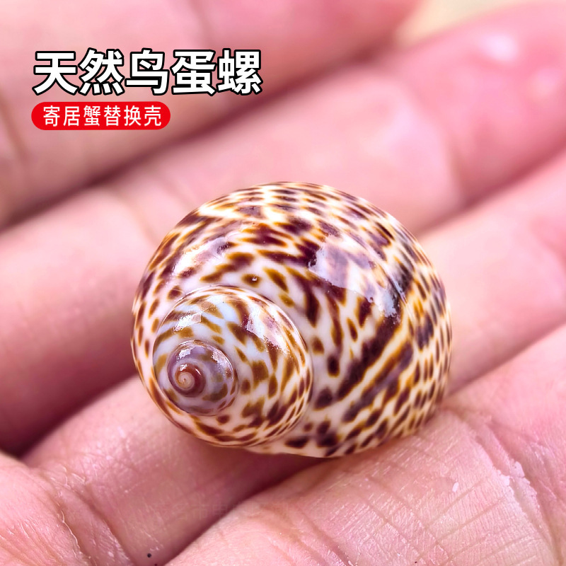 1.5-4cm natural conch shell bird egg snail scallop hermit crab spare replacement fish tank landscaping decoration ornaments 1.5-4cm natural conch shell bird egg snail scallop hermit crab spare replacement fish tank landscaping decoration ornaments