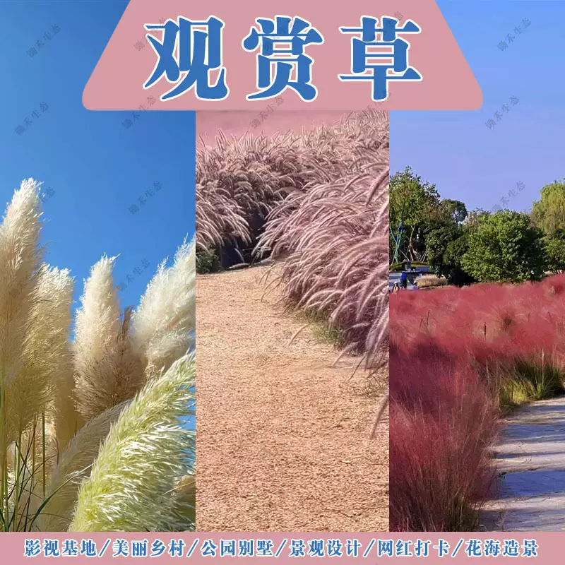 厂家批发观赏草芦苇大蒲苇粉黛乱子草紫穗狼尾草网红打卡草花种子