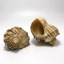 ����ؐ���������ݼt���Ӿ�ؐ�~�ľ�з��Q��ˮ���^�~���b�