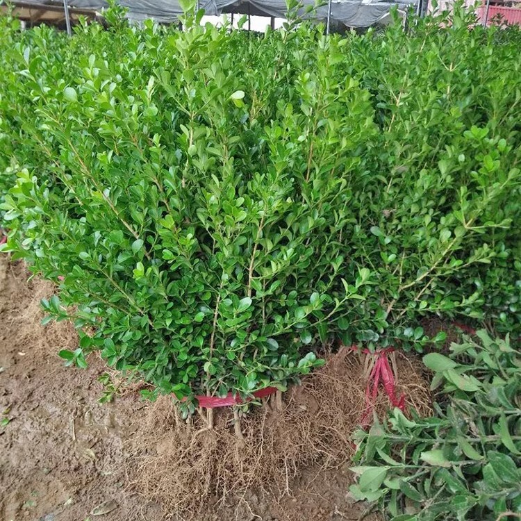 Boxwood Saplings, Small-Leaf Boxwood Saplings, Wall Fence Saplings, Evergreen Hedges, Plants, Green Melon Seeds, Boxwood Balls