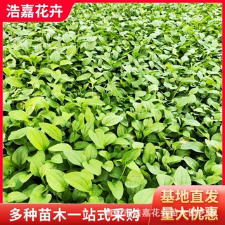 松果菊小苗盆栽 青州供应五一用苗宿根花卉 多年生松果菊类苗木