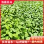 青州多年生盆栽宿根苗木