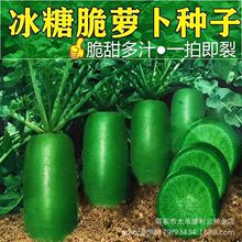 冰糖水果萝卜种子绿萝卜种籽生吃脆甜农家蔬菜种四季播种阳台盆栽