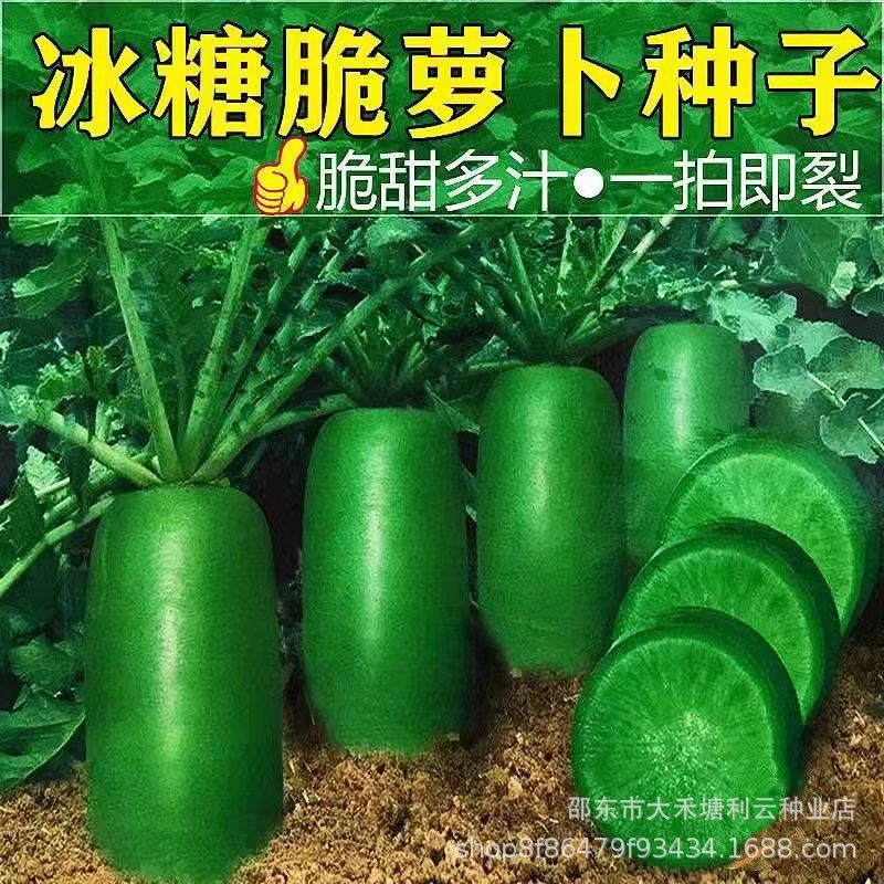 冰糖水果萝卜种子绿萝卜种籽生吃脆甜农家蔬菜种四季播种阳台盆栽