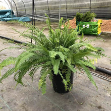 2�Ӂ��Iާ����  ���� �A���X ���� �ر� �ɶ����؈@�־G��ֲ��