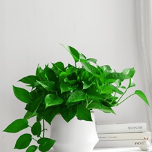 蓉城金叶子绿萝办公室内新房除甲醛净化空气花卉常绿植物盆栽吊兰