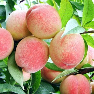 ������޽��Ҙ���ˮ���Ҙ����\���S���箔��Y��ӳ˪�t���Ҙ���