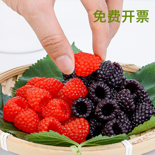 �t��ݮ�ٺژ�ݮ������ģ��ɣ�ص������wݮˮ������b[��