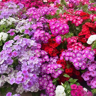 ��֥�Ѿ��^�������졿���������N�Ӆ���֥�ѻ���ɫ÷�ļ��_���N��