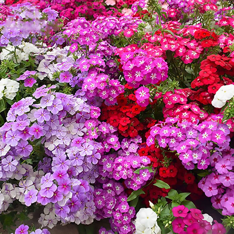 [Создание цветочного моря в живописной местности Сакуры] Семена цветов флоксов, переполненные сыром, цветением вишни, пятицветными семенами сливы, цветущими в четыре сезона