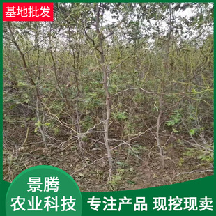 �޽ӗ����� �߶�1������ ���� ��zС�� �ᗗ���� Ʒ�Nȫ������