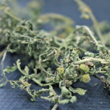 500克批发鹅不食草干货干净新货熏香合香天石胡荽然全草可打粉