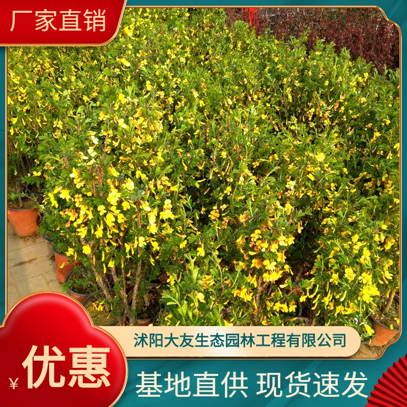 Карагана базовые Оптовые сорта собственного производства в комплекте с живописным ландшафтом и зелеными саженцами