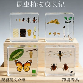 标本;树脂工艺品;科教玩具