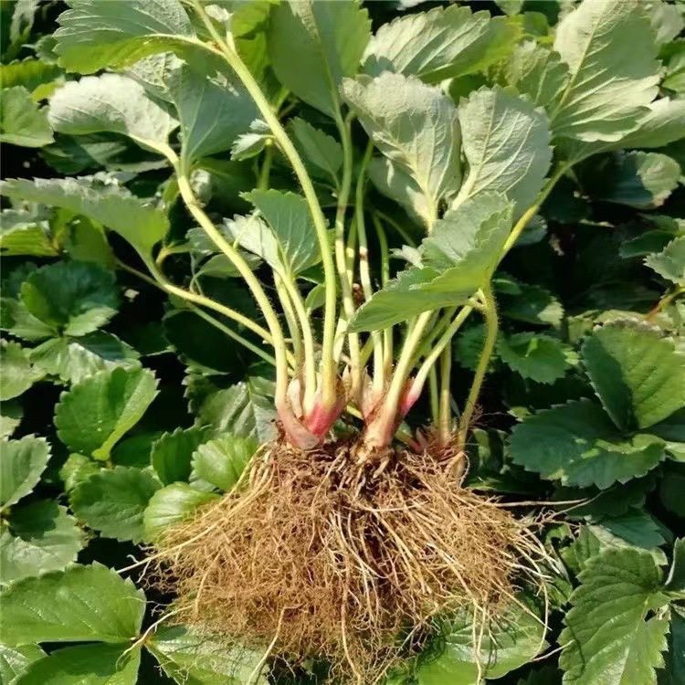 Plantas de fresas en maceta al por mayor con maceta en cuatro estaciones fácil de vivir fresas interiores balcón patio sur-norte plantación de plántulas image 7