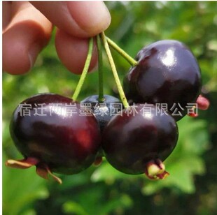 �������l��������Ҙ���޽�܇���Ӻ����������Sˮ�����Ү�����