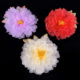 Peony Flower Makeup Hanfu Headdress Flower Wholesale DIY Handmade Gauze Flower Silk Flower Large Flower Ancient Style Photography Decorative Hair