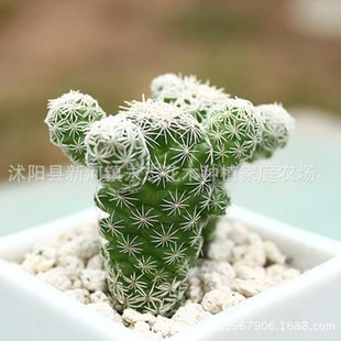 White Bird 4-6cm Indoor Desktop Potted Plant Succulent Succulent Plant