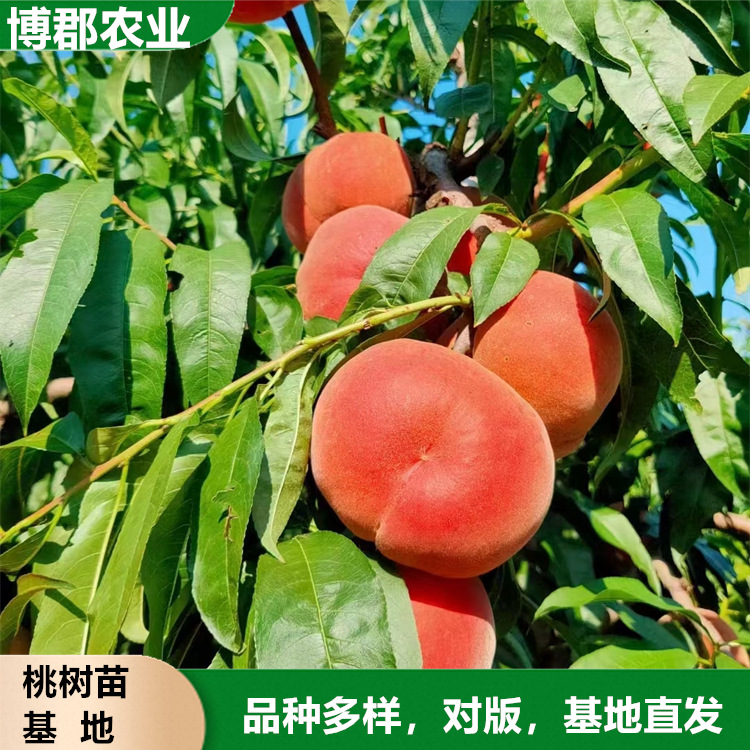 基地大量批发1-3年嫁接桃树 晚熟好管理不裂果大果冬桃苗