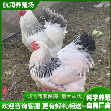 哪里有卖成年婆罗门鸡活体景区公园婆罗门鸡观赏拍照脱温鸡苗价格