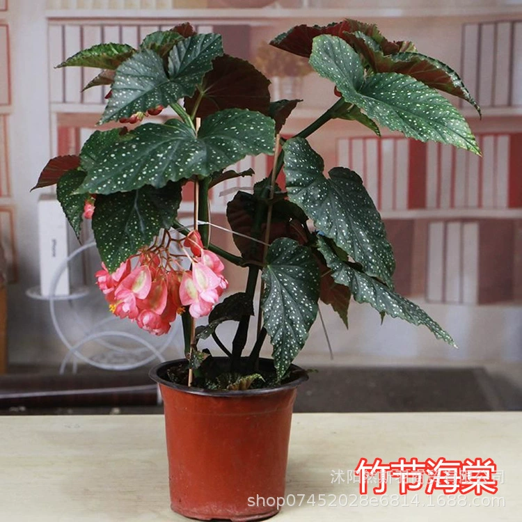 Оптовая Бамбуковый Цветок Бегонии В Горшке Большое Пятно Листьев Четыре Сезона Пятнистый Лист Бамбуковый Цветок Бегонии Зеленое Растение Комнатный Цветок
