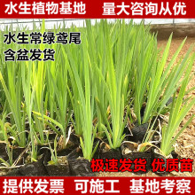 ˮ�����G�Sβ�������Դ����S�����S���Sβˮ��ֲ����ֲ�︡�u