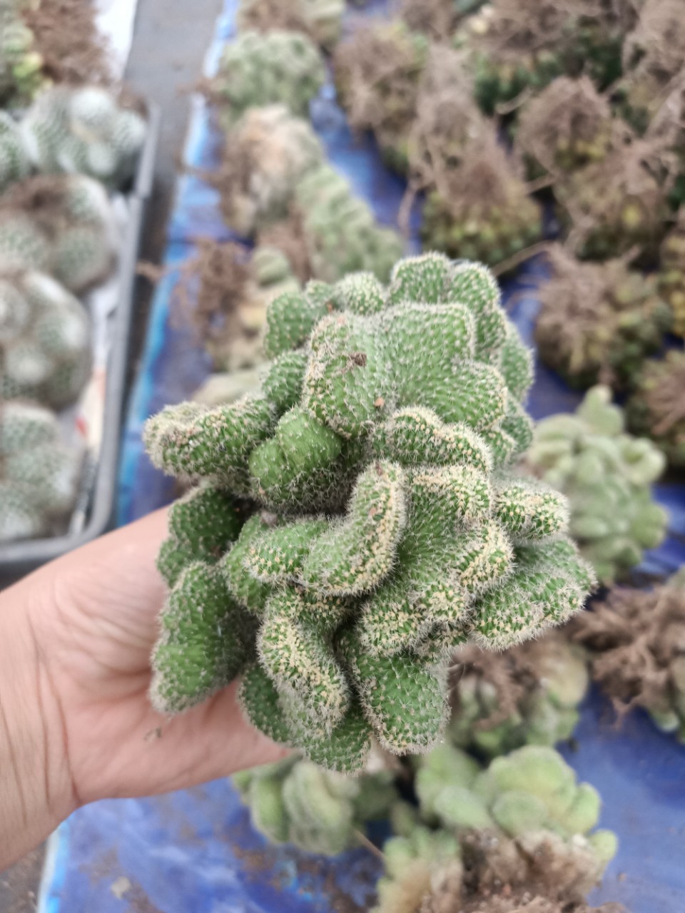 白檀缀化,缀化(第15页)_大山谷图库